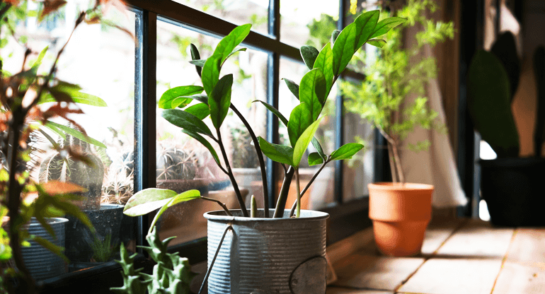 建筑貼膜窗膜會殺死室內房屋里的花草植物嗎?