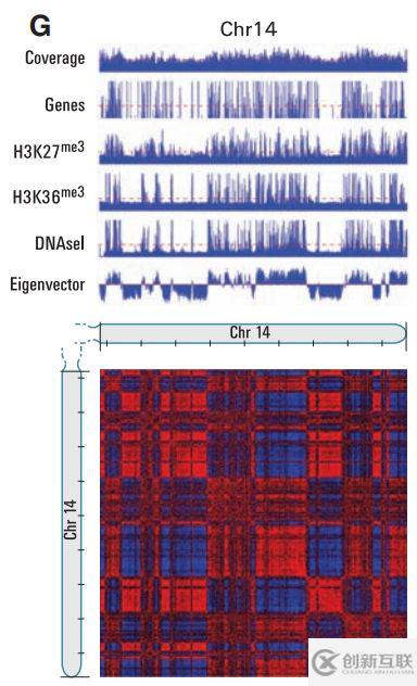 如何進行A/B compartment:染色質區室分析