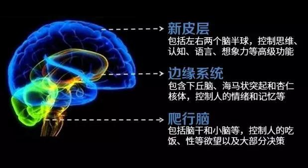 大腦功能區 大腦功能區